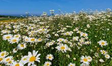 Join Johnsons Lawn Seed’s mission to rewild the UK’s lawns as wildflower production ramps up
